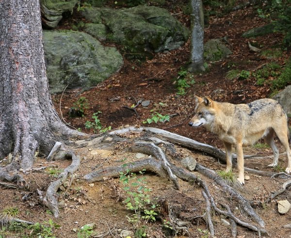 00_2633_Nationalpark_Bayerischer_Wald_-_Wolf-Freigelände