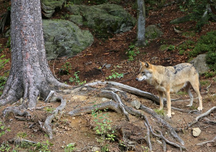 00_2633_Nationalpark_Bayerischer_Wald_-_Wolf-Freigelände