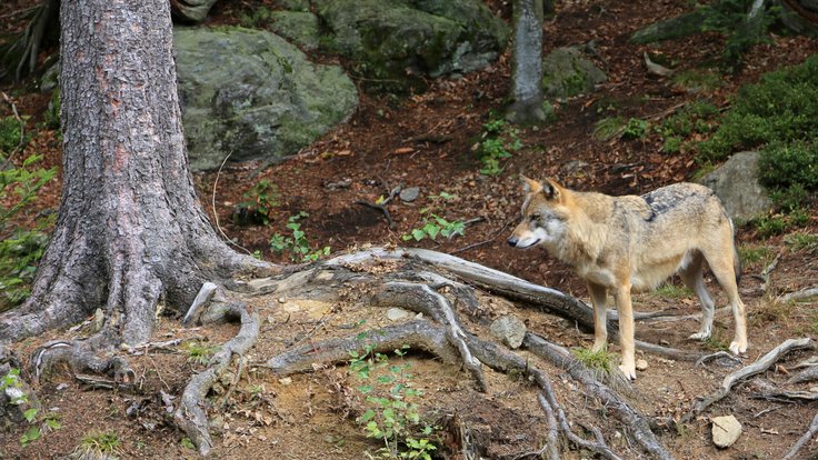 00_2633_Nationalpark_Bayerischer_Wald_-_Wolf-Freigelände