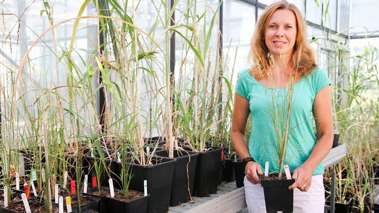 Vědkyně Miroslava Karafiátová ve skleníku s pokusnými rostlinami.