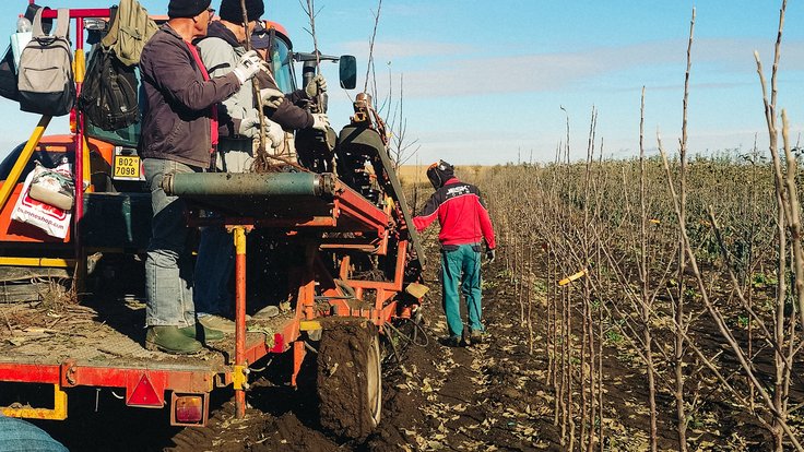 04_Kofola už stihla i vysázet nové hořkosladké odrůdy jablek pro výrobu ciderů (5)