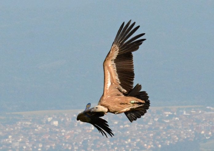 Jedna ze samic odchovaných supů ze Zoo Zlín poletující nad horami středního Balkánu