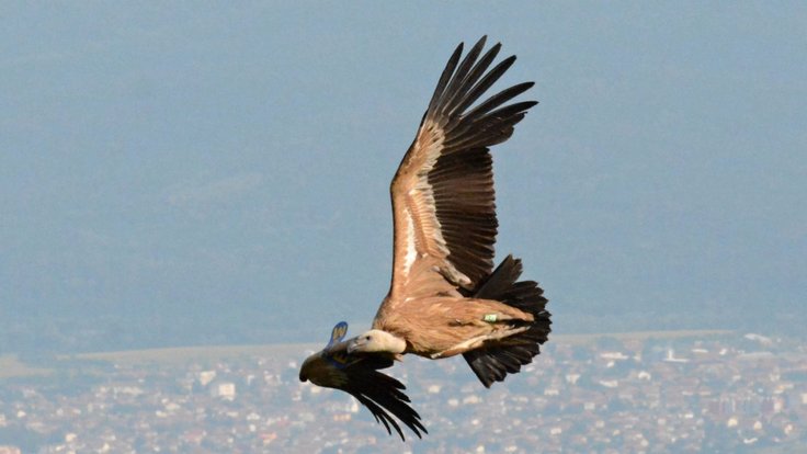 Jedna ze samic odchovaných supů ze Zoo Zlín poletující nad horami středního Balkánu