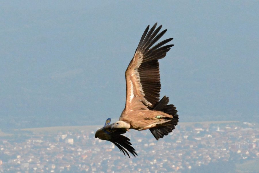 Jedna ze samic odchovaných supů ze Zoo Zlín poletující nad horami středního Balkánu