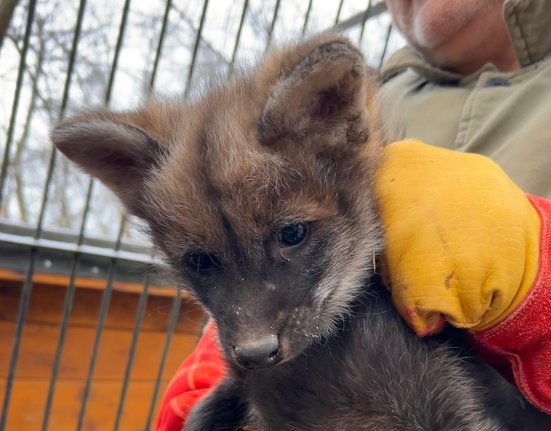 Mládě vlka hřivnatého v Zoo Brno