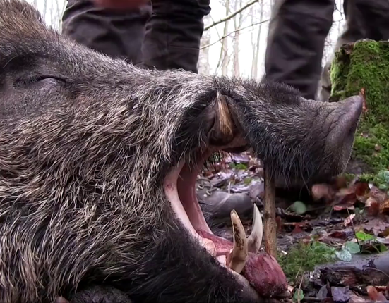 mrtvé divoké prase