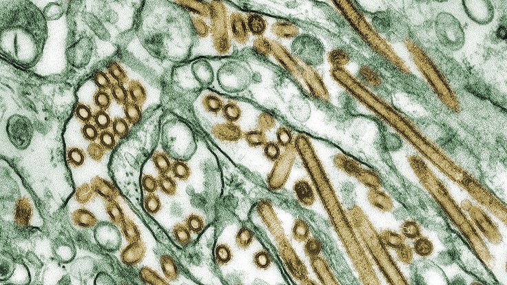 Ptačí chřipka H5N1
