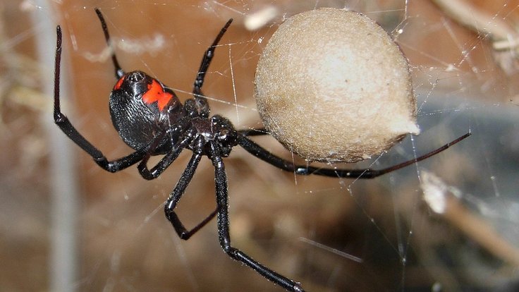 1280px-Black_Widow_Spider_07-04-20