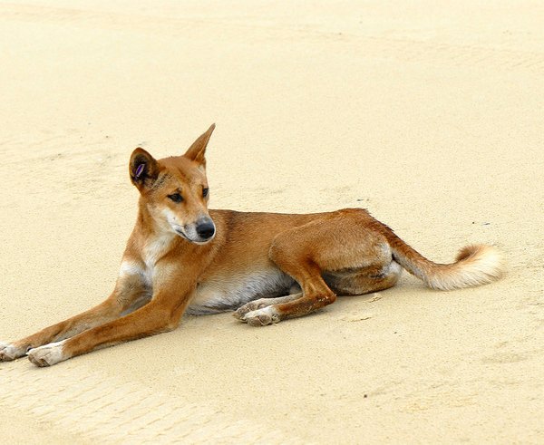 1280px-Canis_lupus_dingo_2