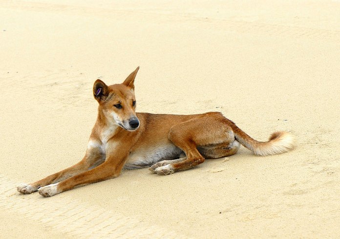 1280px-Canis_lupus_dingo_2