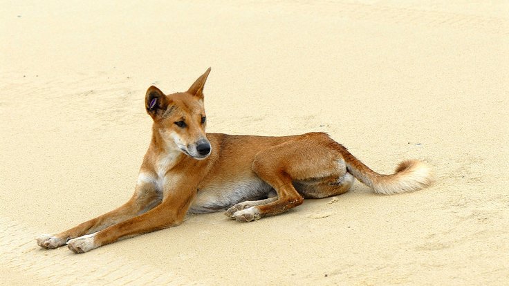 1280px-Canis_lupus_dingo_2