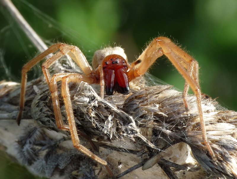 1280px-Cheiracanthium_punctorium_2