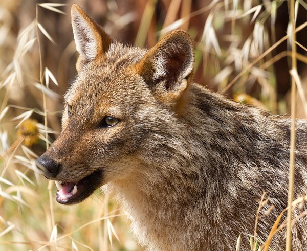 1280px-Golden_jackal_-_portrait