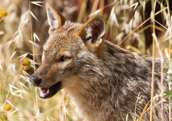 1280px-Golden_jackal_-_portrait
