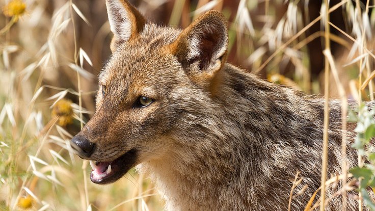 1280px-Golden_jackal_-_portrait