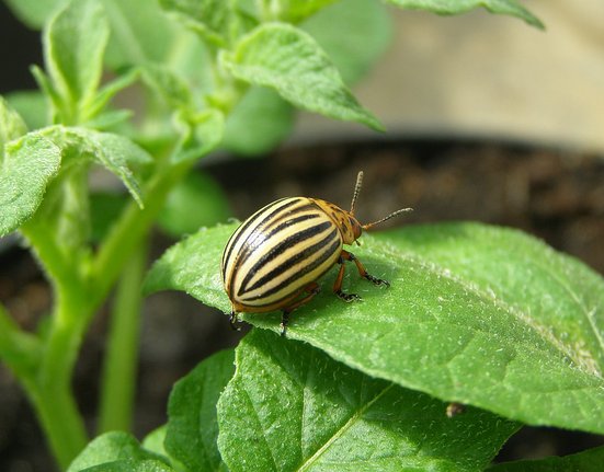 1280px-Imago_of_Colorado_potato_beetle_on_leaf