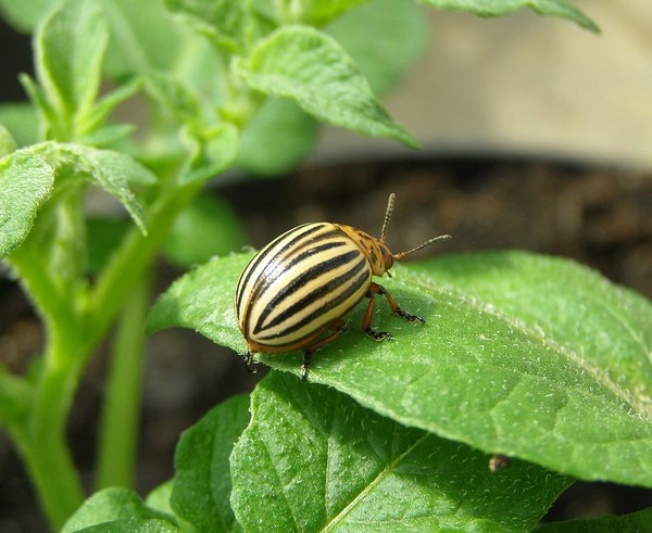 1280px-Imago_of_Colorado_potato_beetle_on_leaf