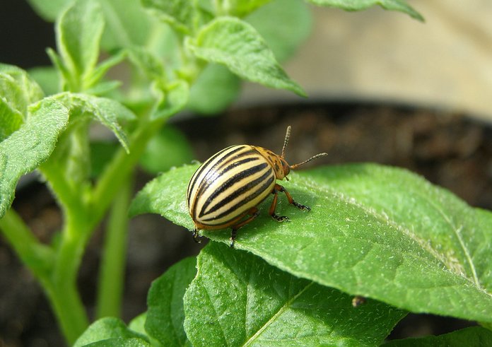 1280px-Imago_of_Colorado_potato_beetle_on_leaf