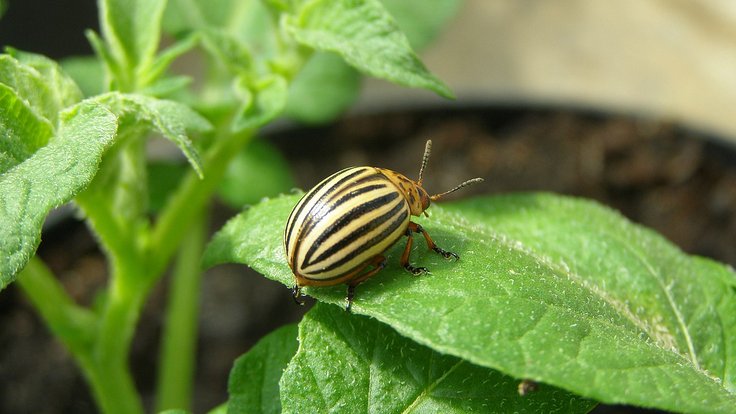 1280px-Imago_of_Colorado_potato_beetle_on_leaf
