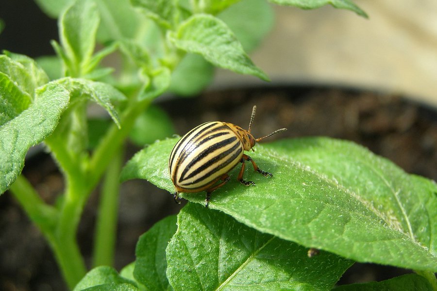 1280px-Imago_of_Colorado_potato_beetle_on_leaf