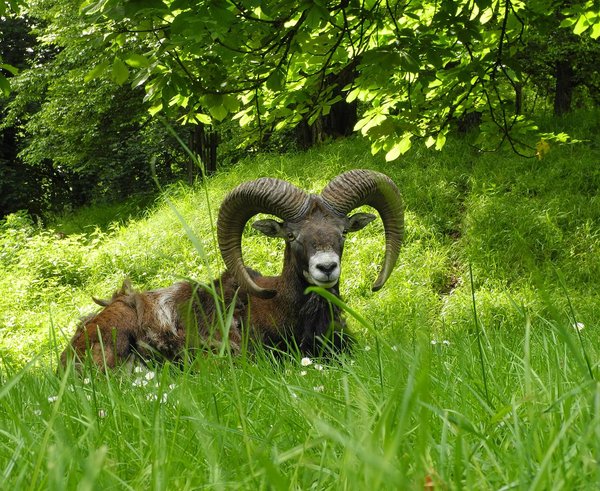 1280px-Ludwigsburg_-_Mufflon_im_Park_Favorite