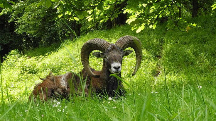 1280px-Ludwigsburg_-_Mufflon_im_Park_Favorite