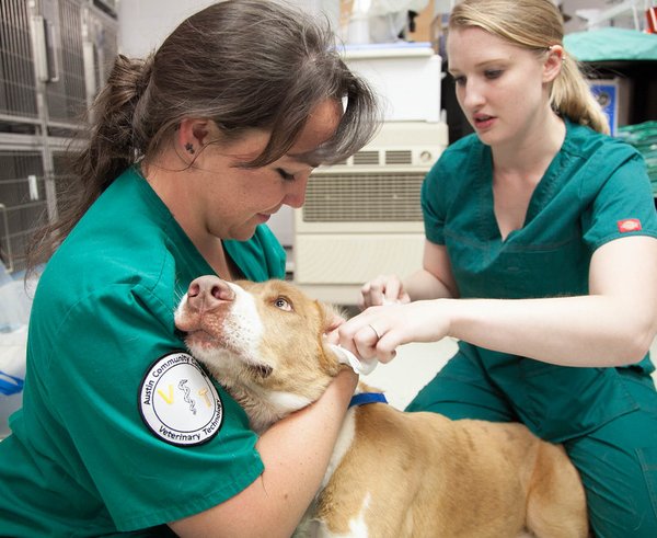 veterinář