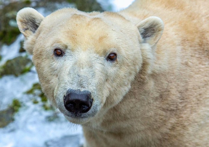 Lední medvěd v Zoo Brno.