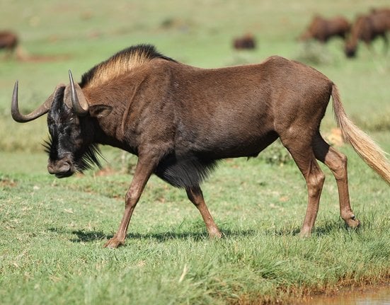 1920px-Black_wildebeest,_or_white-tailed_gnu,_Connochaetes_gnou_at_Krugersdorp_Game_Reserve,_Gauteng,_South_Africa_(30570451563)