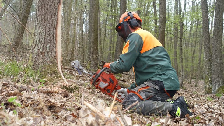 Veteranizace dubů odstraněním kůry nebo vyříznutím dutiny do kmenů zdravých dubů v národním parku Podyjí.