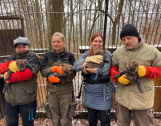 Mláďata vlka hřivnatého v Zoo Brno