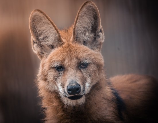 Vlk hřívnatý v Zoo Brno