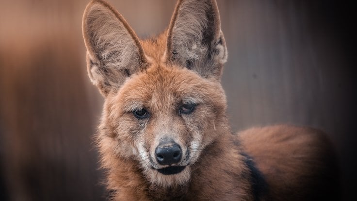 Vlk hřívnatý v Zoo Brno