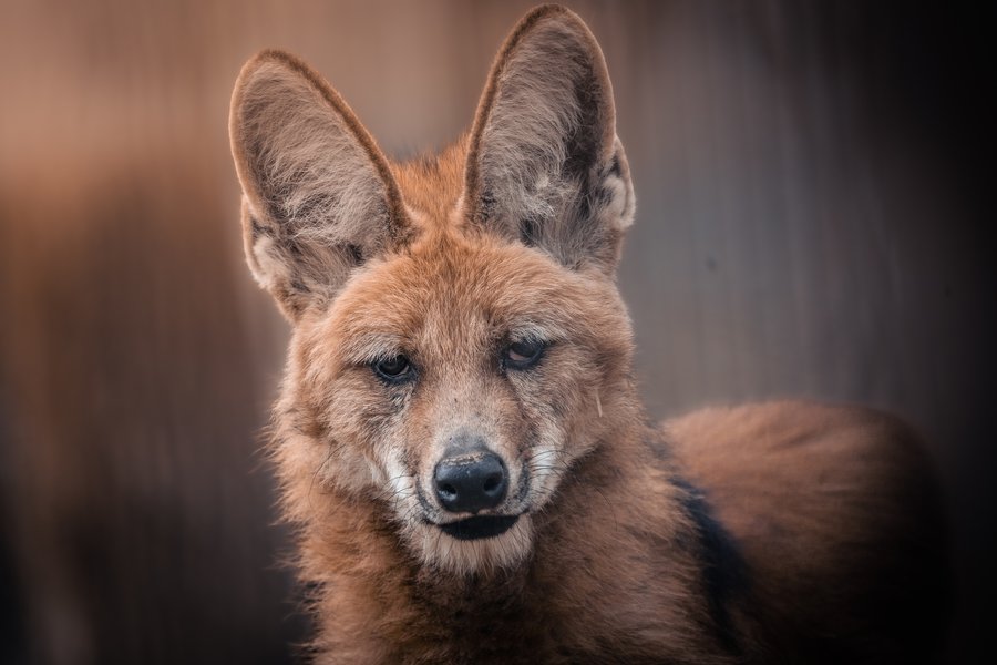 Vlk hřívnatý v Zoo Brno