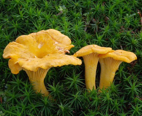 2007-07-14_Cantharellus_cibarius