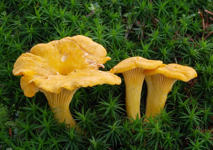 2007-07-14_Cantharellus_cibarius