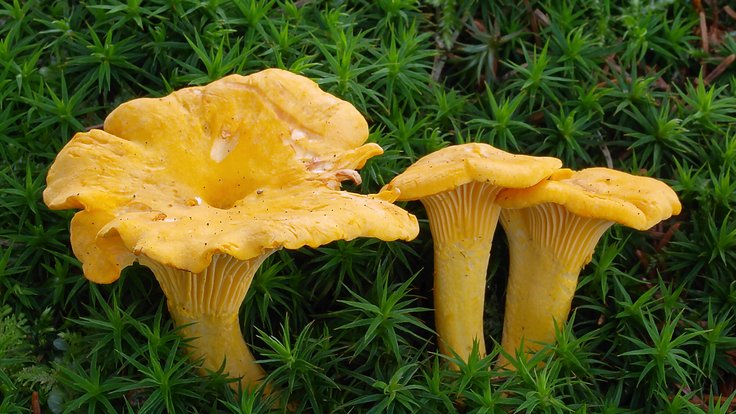 2007-07-14_Cantharellus_cibarius