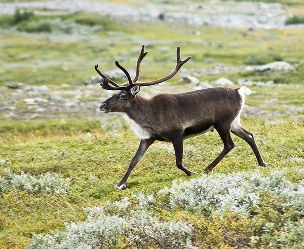 20070818-0001-strolling_reindeer