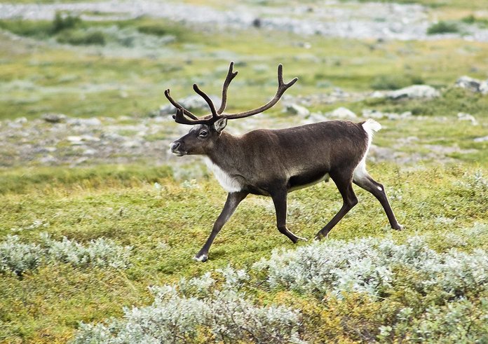 20070818-0001-strolling_reindeer