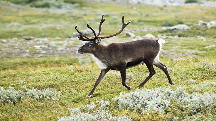 20070818-0001-strolling_reindeer