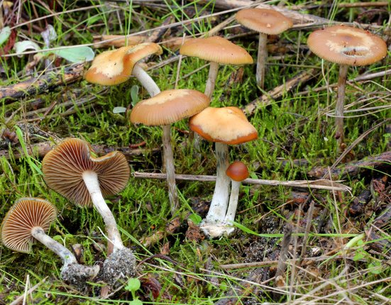 2012-12-05_Psilocybe_cyanescens_Wakef_290262