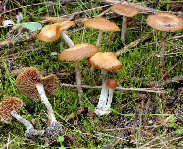2012-12-05_Psilocybe_cyanescens_Wakef_290262