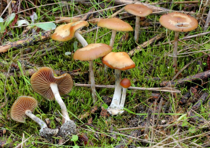 2012-12-05_Psilocybe_cyanescens_Wakef_290262