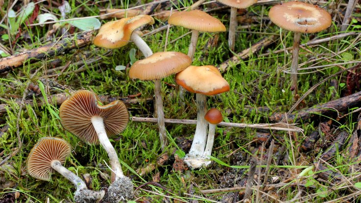 2012-12-05_Psilocybe_cyanescens_Wakef_290262