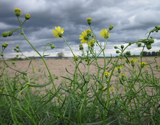 20120924Senecio_inaequidens3