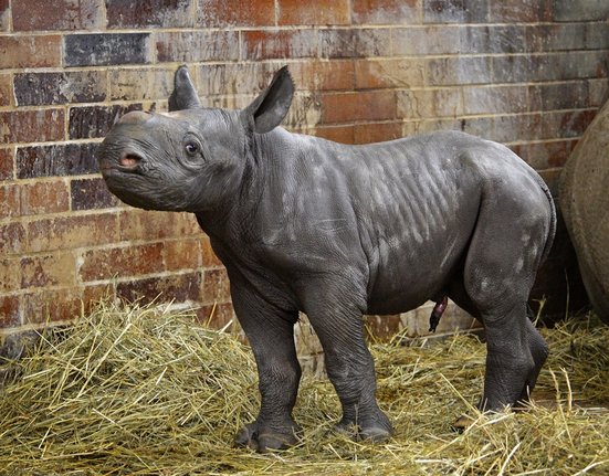 Mládě nosorožce ze Zoo Dvůr Králové.