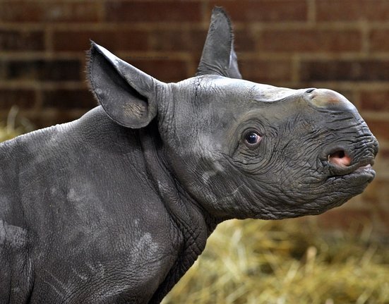 Mládě nosorožce ze Zoo Dvůr Králové.