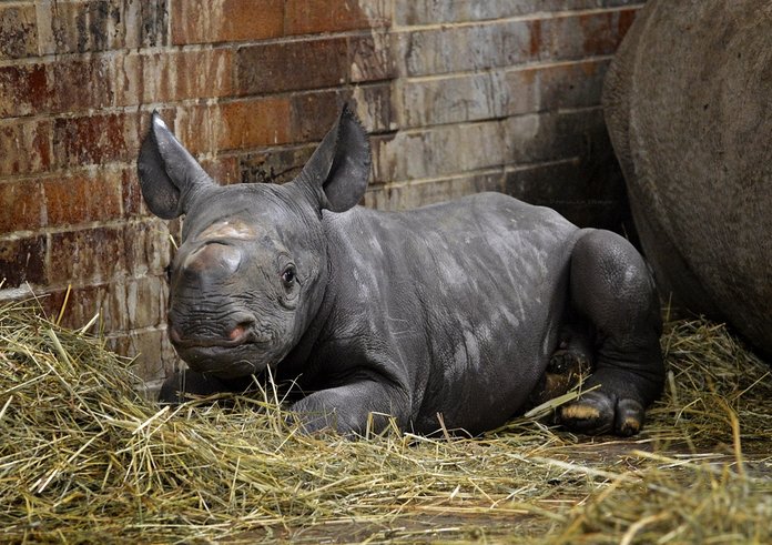 Mládě nosorožce ze Zoo Dvůr Králové.