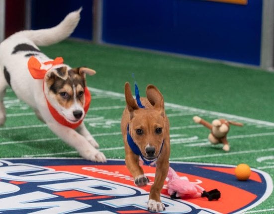 220210175443-02-puppy-bowl-2022-action-super-tease.jpg