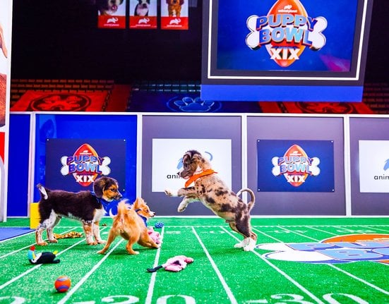 230208113850-08-puppy-bowl-2023.jpg